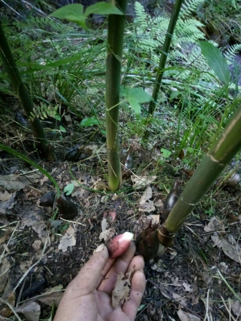 秦岭野生洋藿略阳农家自种洋藿菜五斤包邮