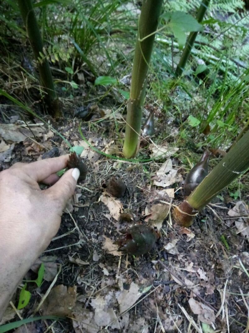秦岭野生洋藿略阳农家自种洋藿菜五斤包邮