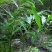 秦岭野生洋藿略阳农家自种洋藿菜五斤包邮