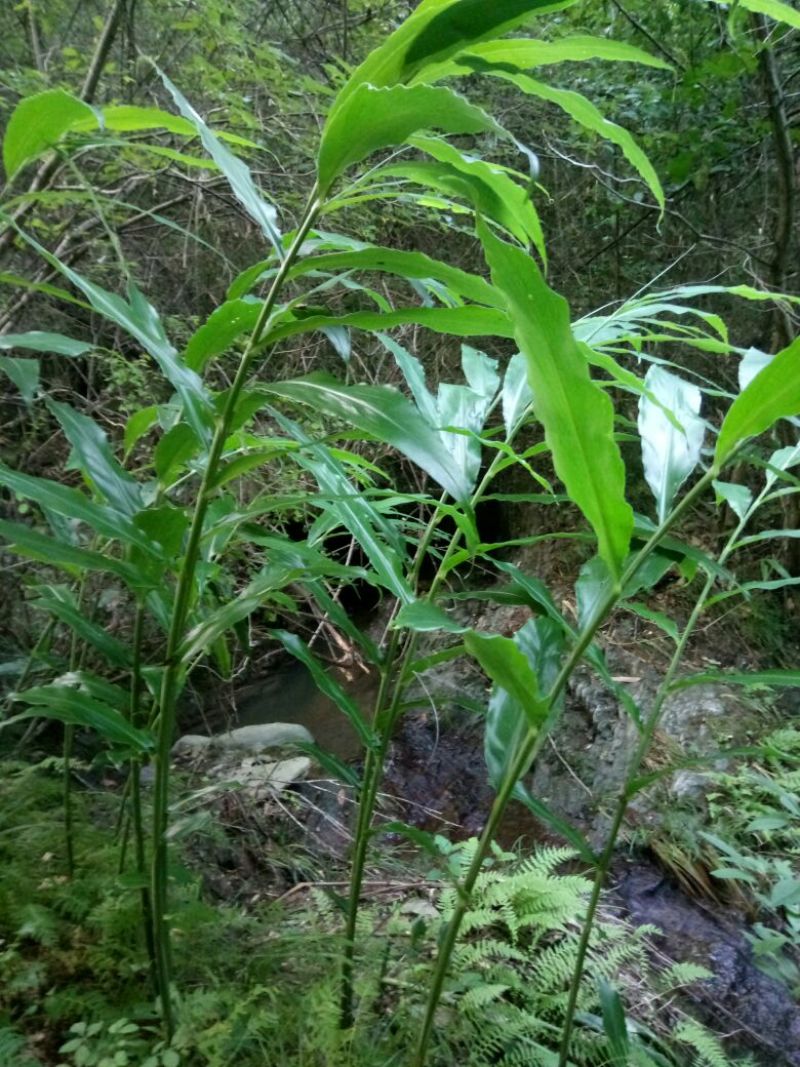 秦岭野生洋藿略阳农家自种洋藿菜五斤包邮