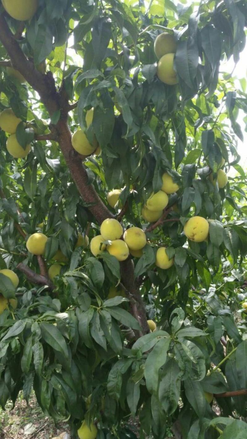 金皇后