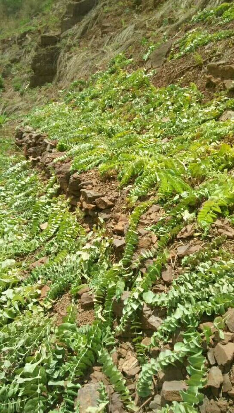 草果，精品山草果