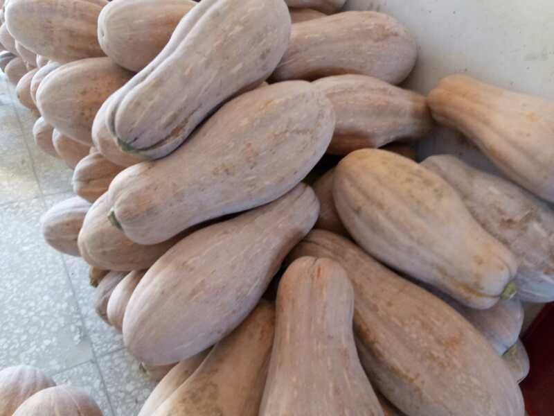 金韩蜜本南瓜全自然熟货源充足大量出售欢迎咨询