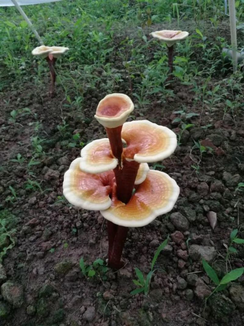 滇重楼种子，华重楼种子