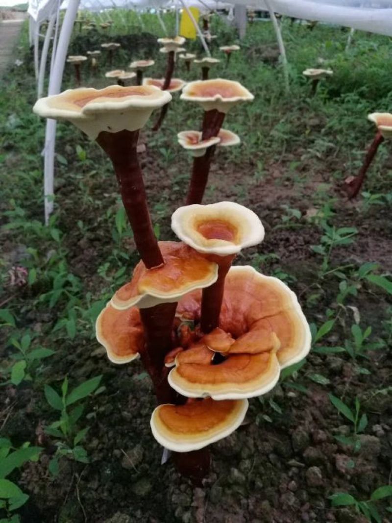 滇重楼种子，华重楼种子