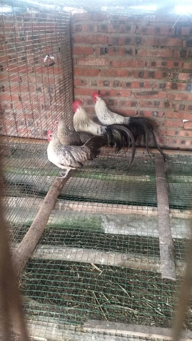 日本长尾鸡