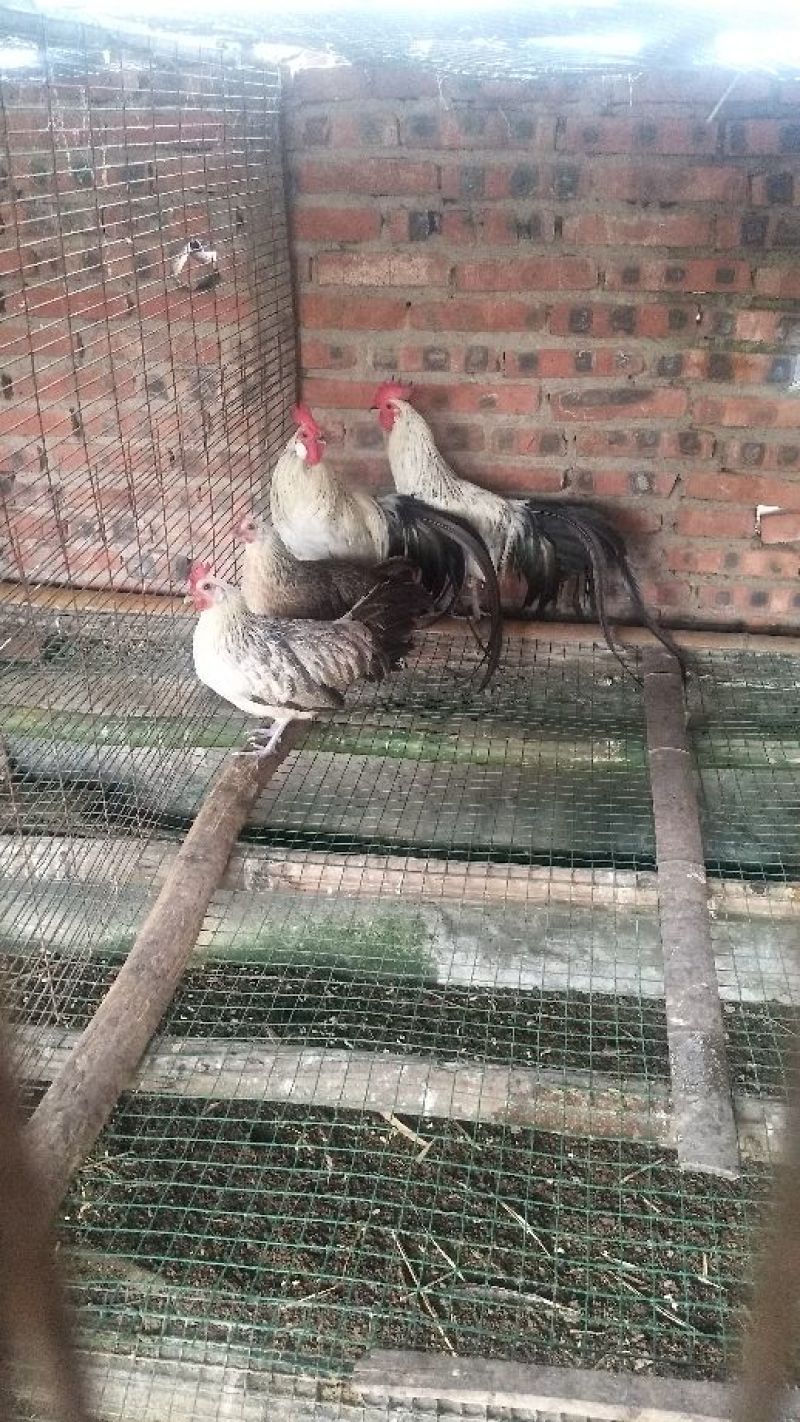 日本长尾鸡