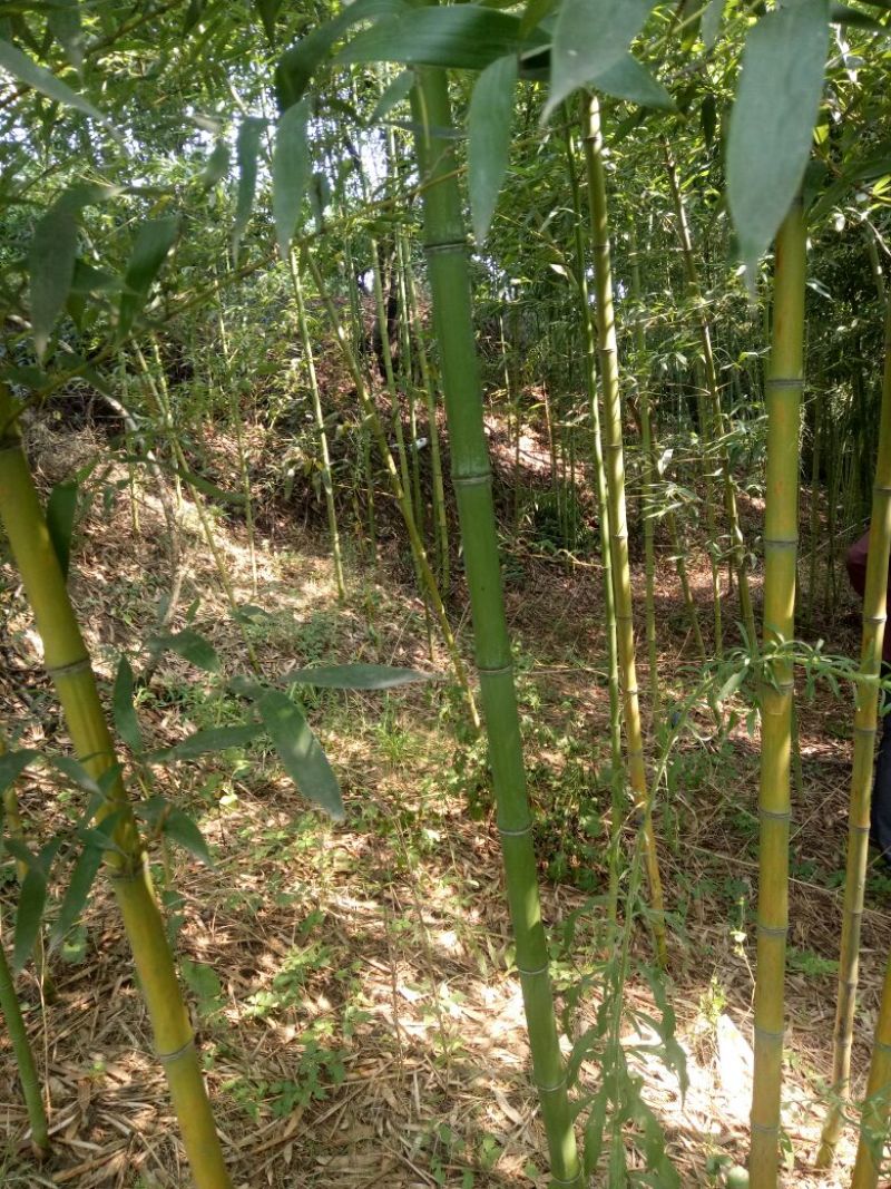 钢竹绿竹淡竹青竹架子竹菜架竹长青竹