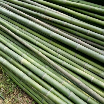 绿竹淡竹青竹钢竹菜架竹绿化用竹