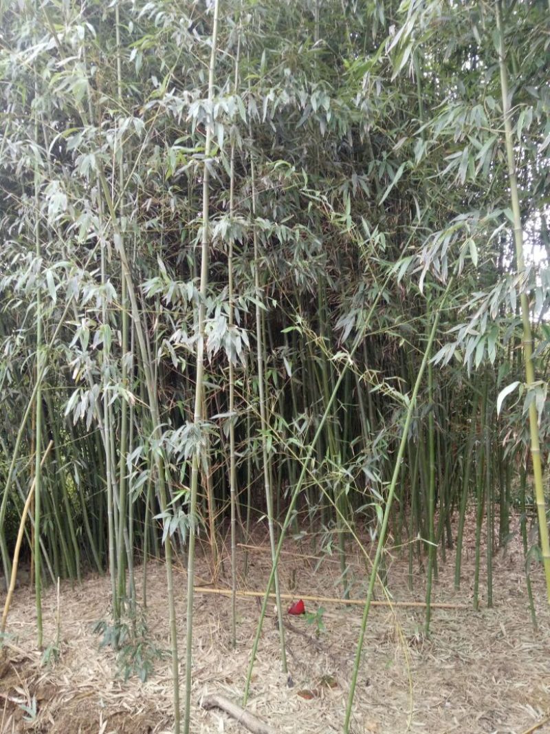 绿竹淡竹青竹钢竹菜架竹绿化用竹