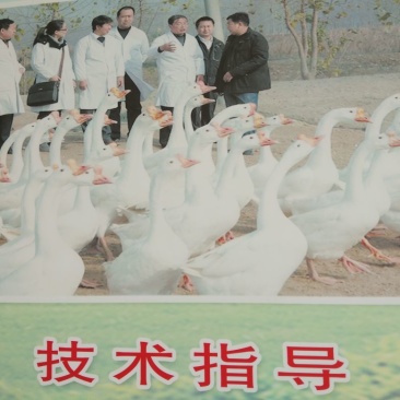 鹅苗，鸭苗