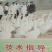 鹅苗，鸭苗