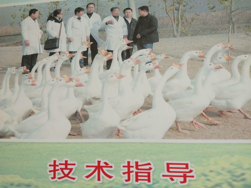 鹅苗，鸭苗