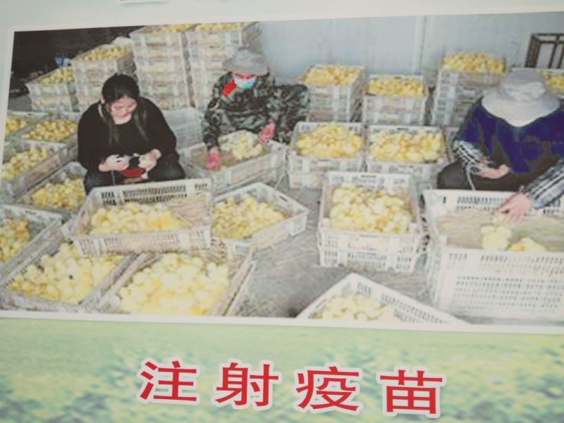 鹅苗，鸭苗
