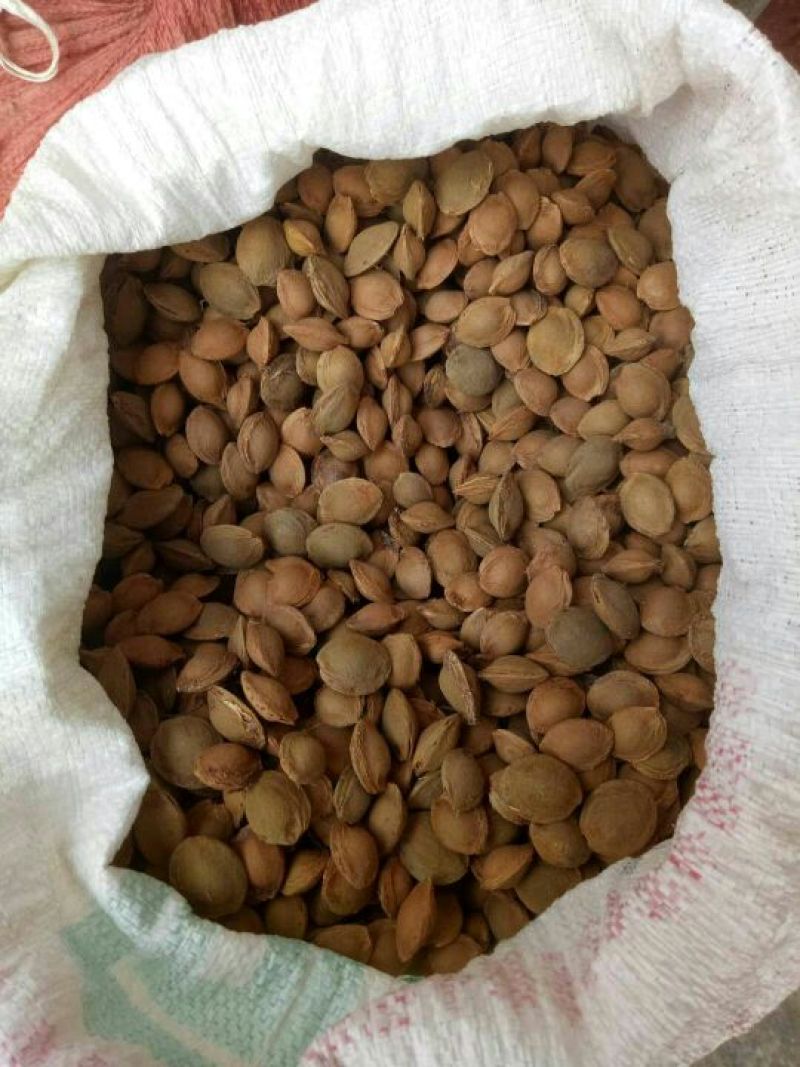 出售苦杏核，山桃种子有货