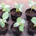 大量供应营养钵12*10