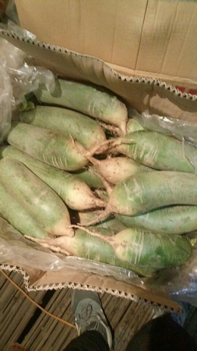 青萝卜