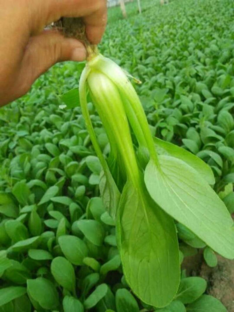 小上海青青仔16~18cm，精品小油菜值的拥有