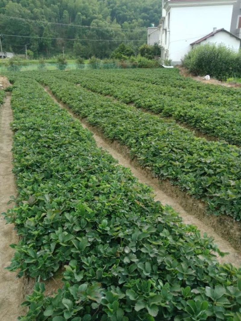 大量供应优质红颜草莓苗保证成活率红颜种苗（多买多送）