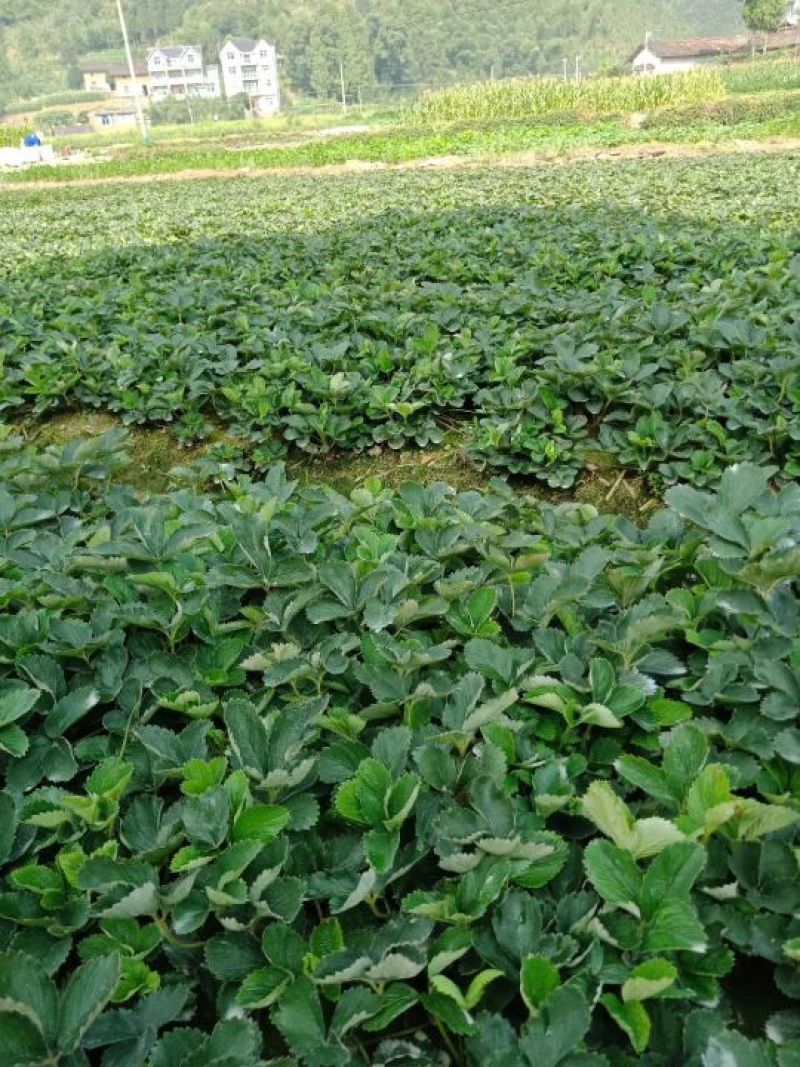 大量供应优质红颜草莓苗保证成活率红颜种苗（多买多送）