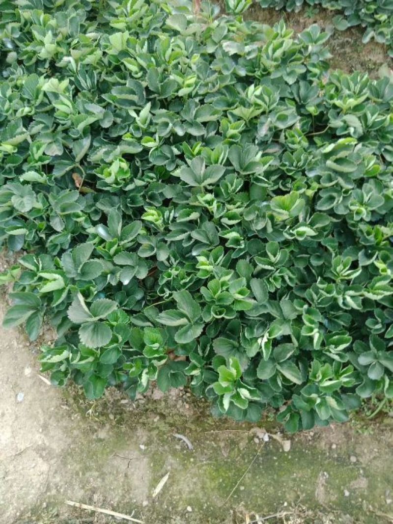 大量供应优质红颜草莓苗保证成活率红颜种苗（多买多送）