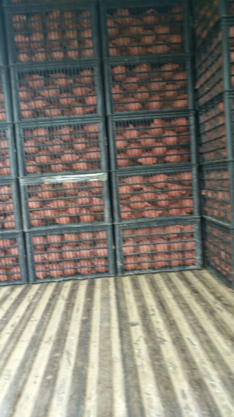 黄冠梨白皇冠梨自然色大量有货