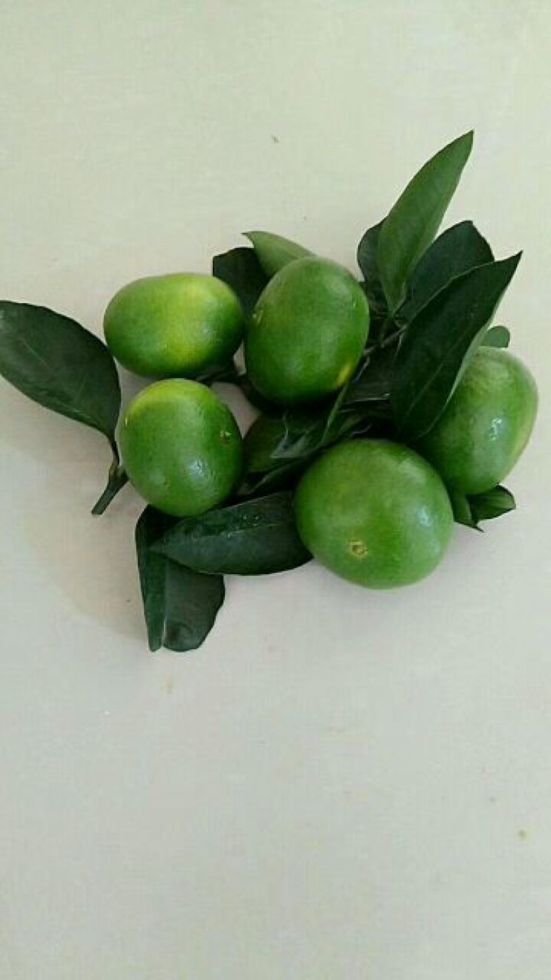 特早蜜橘准备大量上市，有需要的可以过来，了解了解，考察