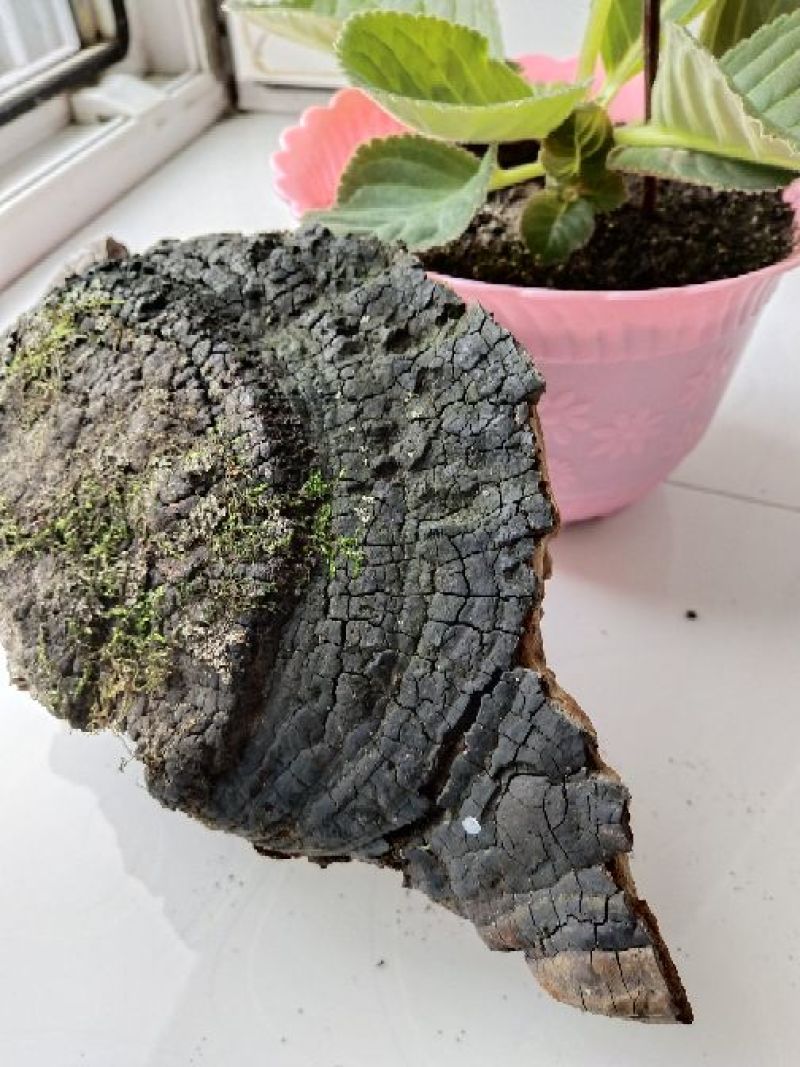 桑黄