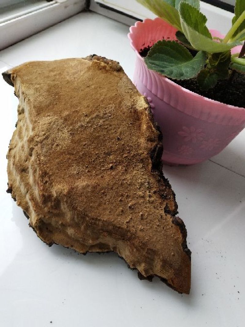 桑黄