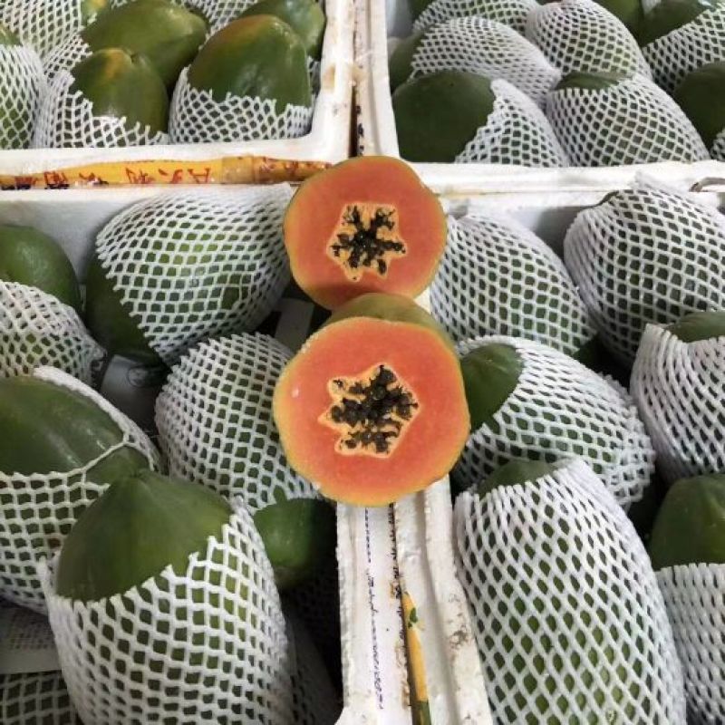木瓜树苗红心肉木瓜苗黄心苗