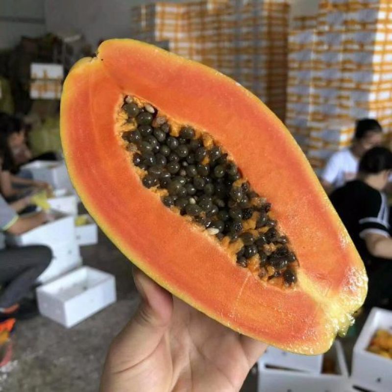 木瓜树苗红心肉木瓜苗黄心苗