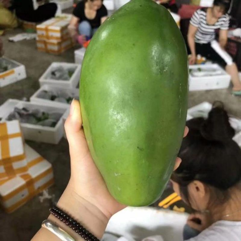 木瓜树苗红心肉木瓜苗黄心苗