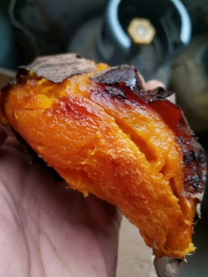 商薯19.西瓜红，龙九，哈蜜红薯，澳洲紫白，紫薯