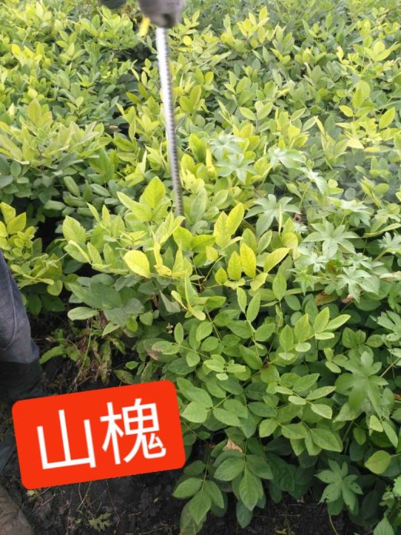 小叶丁香，樟子松，云杉