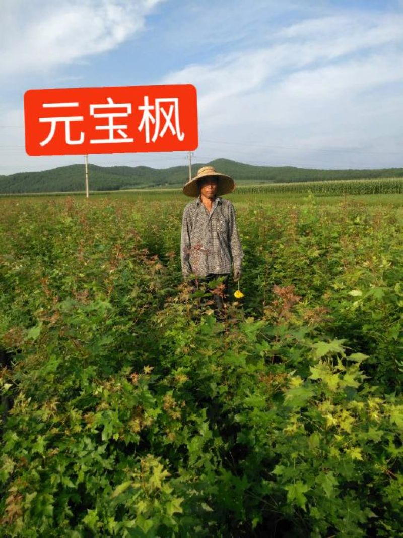 小叶丁香，樟子松，云杉