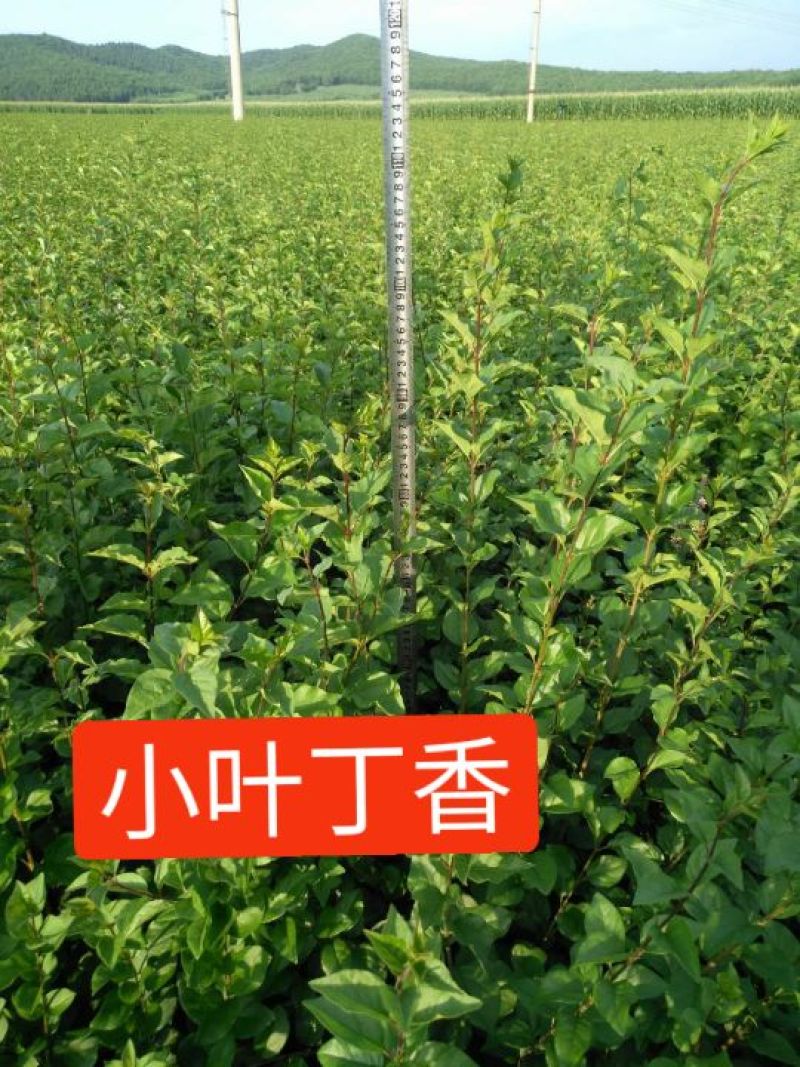 小叶丁香，樟子松，云杉