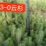小叶丁香，樟子松，云杉
