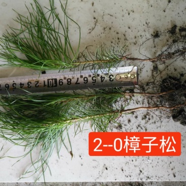 小叶丁香，樟子松，云杉