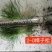 小叶丁香，樟子松，云杉