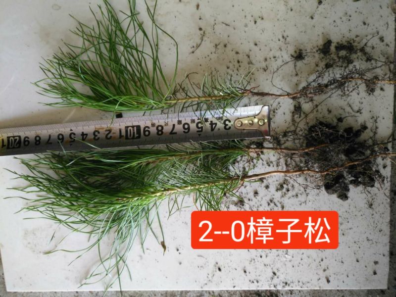 小叶丁香，樟子松，云杉