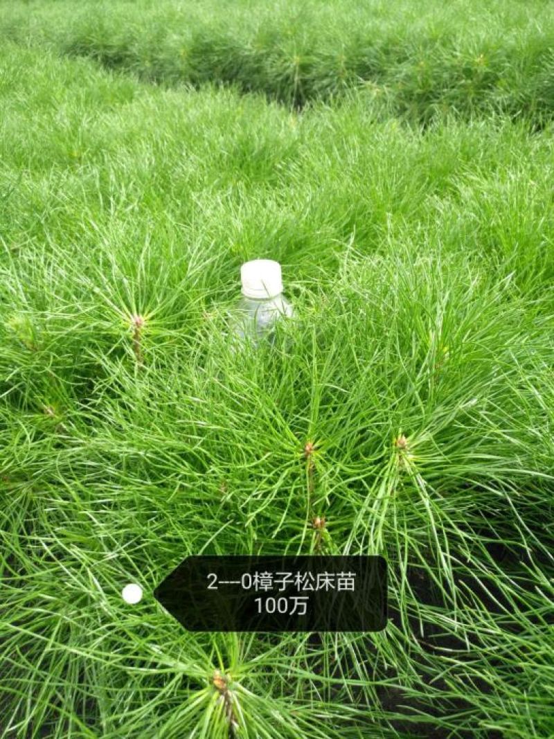 小叶丁香，樟子松，云杉