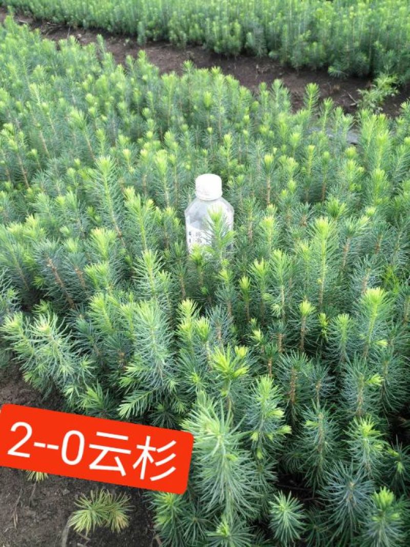 小叶丁香，樟子松，云杉