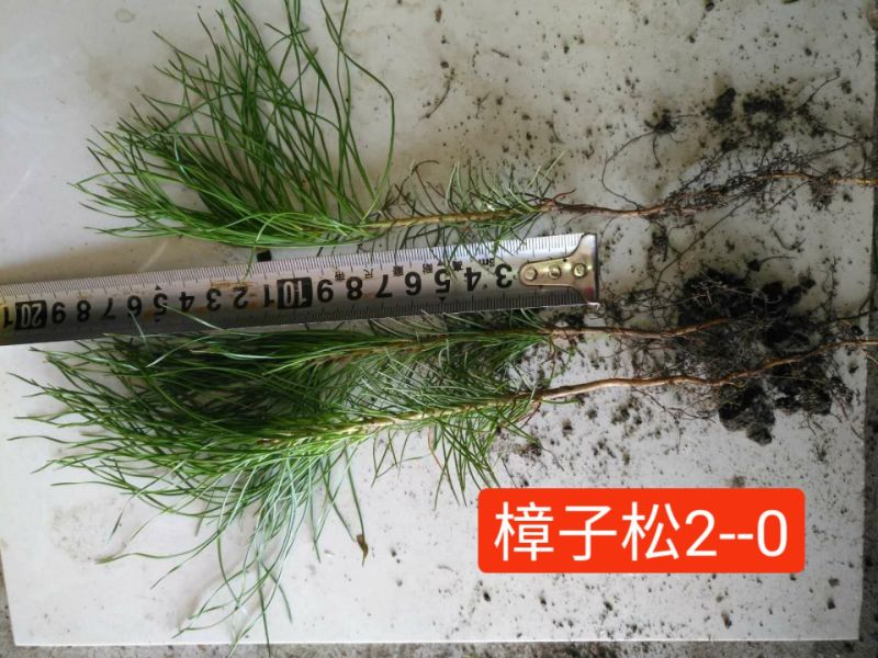 小叶丁香，樟子松，云杉