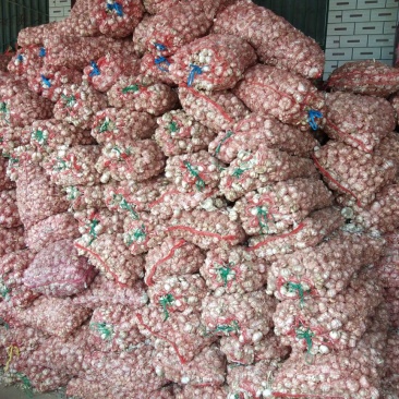 脱水蒜，蒜瓣厂料