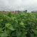 广西桑树苗大叶桑养蚕桑树苗杂交桑粤桑桑芽菜专业