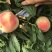 黄金蜜桃3号树苗80cm以上