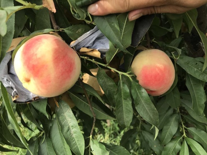 黄金蜜桃3号树苗80cm以上