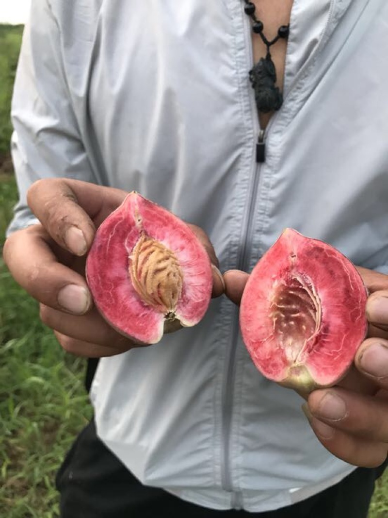 黄金蜜桃3号树苗80cm以上