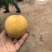 黄金蜜桃3号树苗80cm以上