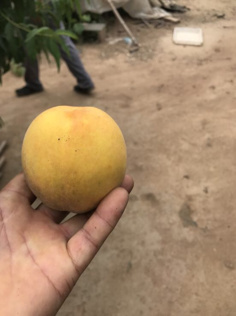 黄金蜜桃3号树苗80cm以上